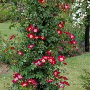 Hiawatha Potted Rose