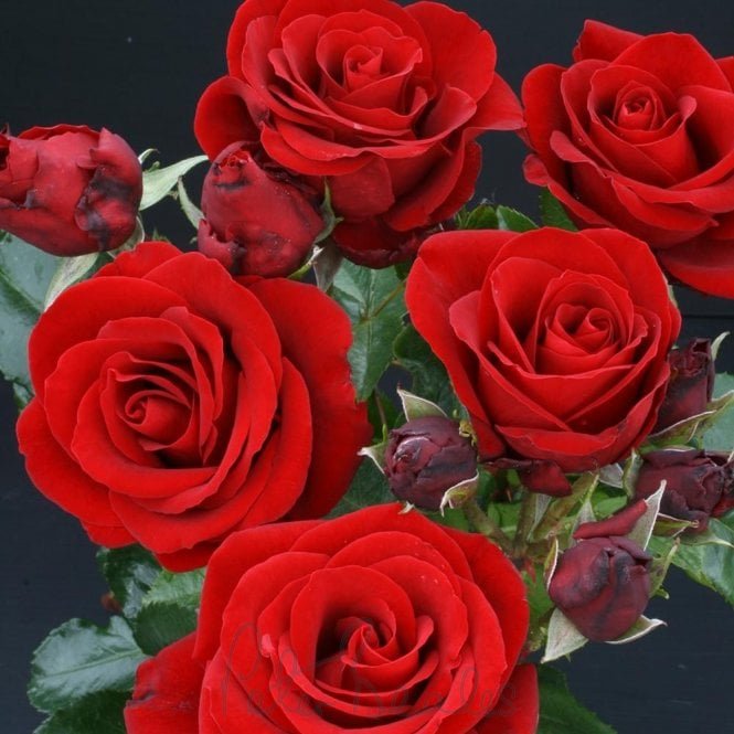 Red Climbing Roses