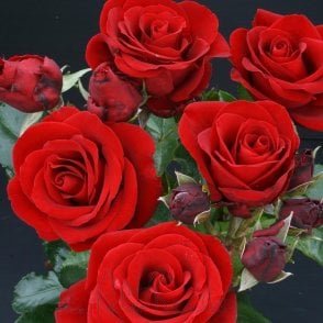 High Flier Bare Root Rose