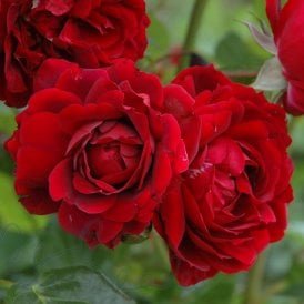 Red Climbing Roses