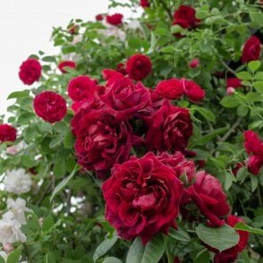 Highgrove Bare Root Rose