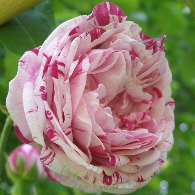 Honorine De Brabant