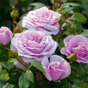 Hopes And Dreams Bare Root Rose