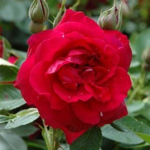 Hunter Bare Root Rose