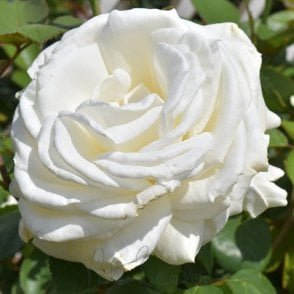 Ice Cream Bare Root Rose
