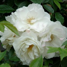 Iceberg (Bush)