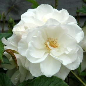 Iceberg (Half Standard) Potted Rose