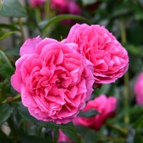 Indianna Mae Bare Root Rose