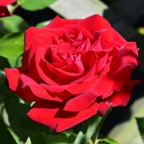 Ingrid Bergman (Standard) Potted Rose