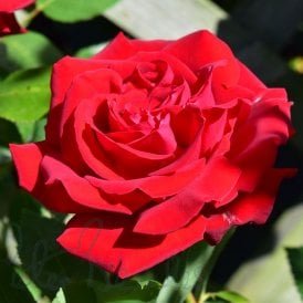 Ingrid Bergman (Standard)