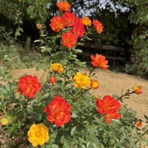 Irish Eyes Potted Rose