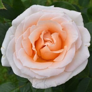 Isn't She Lovely Potted Rose
