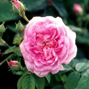Ispahan Potted Rose
