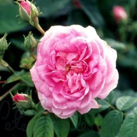 Ispahan