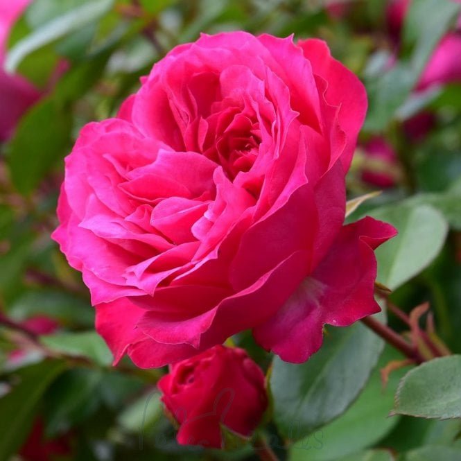 Rose Moderm Modern Classic Roses