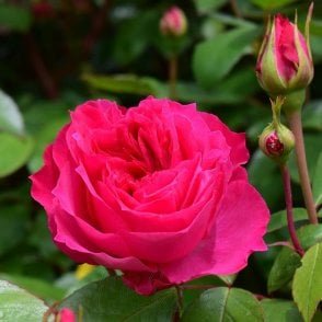 Ivor's Rose Bare Root Rose
