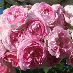 Jasmina Potted Rose