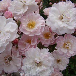 Jean Stephenne Potted Rose
