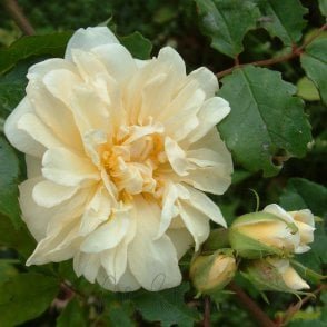 Jenny Wren Bare Root Rose