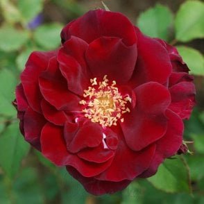 Joan Beales Bare Root Rose