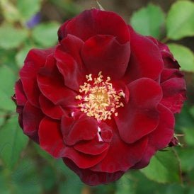 Joan Beales