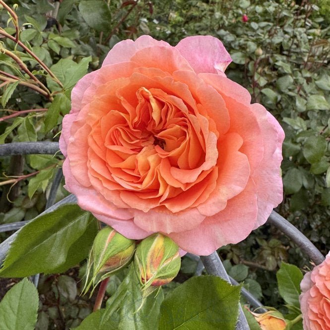 Joan Darwent
