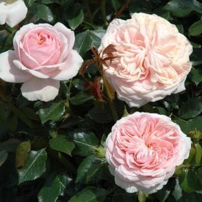 Joie De Vivre Bare Root Rose