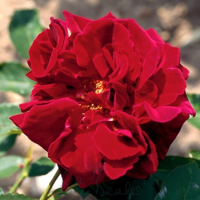 Josephine Bruce (Bush)