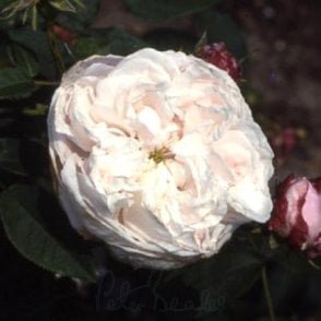 Juno Bare Root Rose