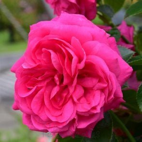 Karlsruhe Bare Root Rose