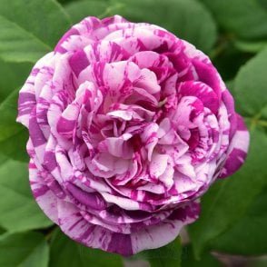 Kasteel Hex Bare Root Rose