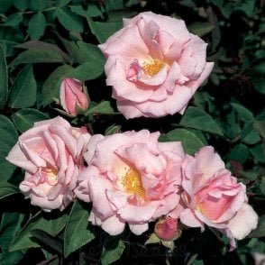 Kathleen Harrop Potted Rose