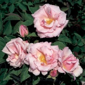 Kathleen Harrop