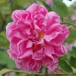 Kazanlik Bare Root Rose