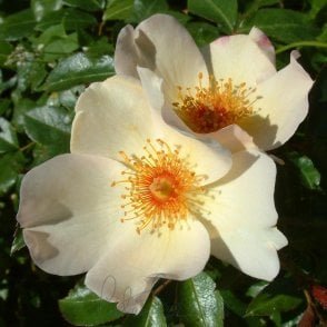 Keith Maughan Bare Root Rose