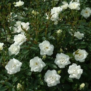 Kent (Bush) Potted Rose