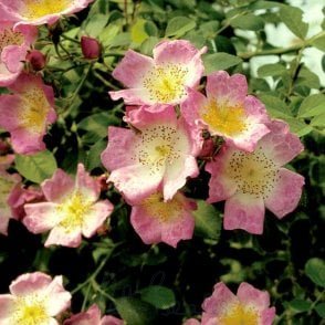 Kew Rambler Bare Root Rose