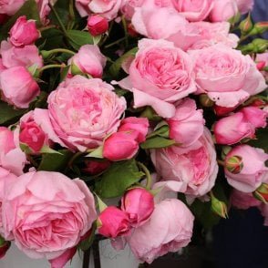 Kiss Me Kate Bare Root Rose