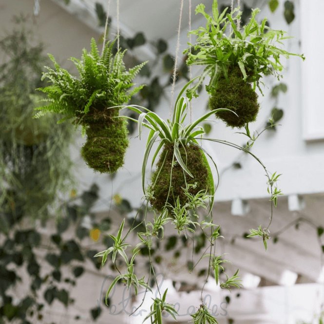 Kokedama Workshop