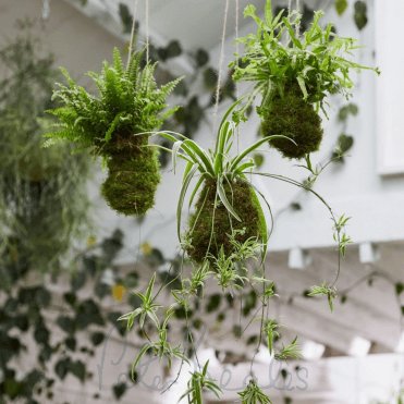 Kokedama Workshop