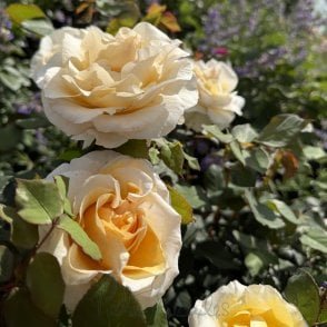 La Madeleine Potted Rose