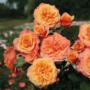 La Villa Cotta Bare Root Rose