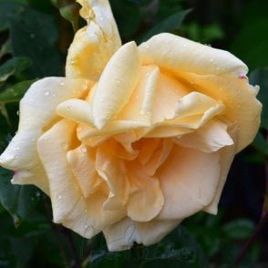 Lady Hillingdon (Bush) Bare Root Rose