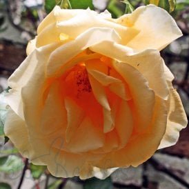 Lady Hillingdon (Climber)