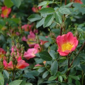 Lady Penzance Bare Root Rose