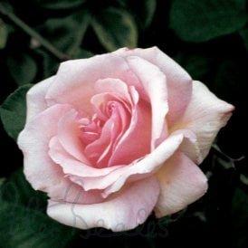 Lady Sylvia (Climber)