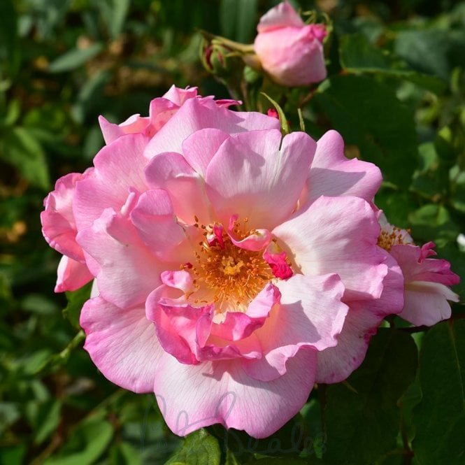 Lady Waterlow