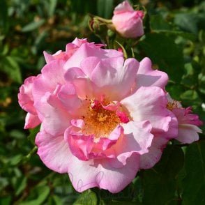 Lady Waterlow Bare Root Rose