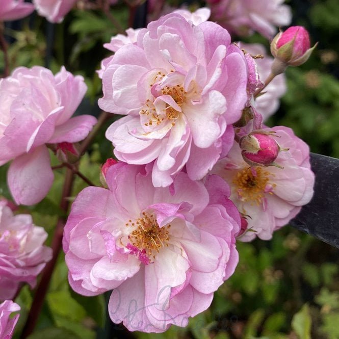 Lavender Siluetta