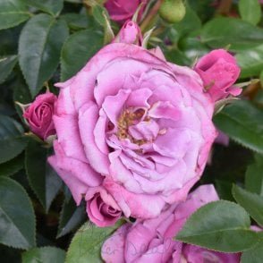 Lavender Symphonies Potted Rose